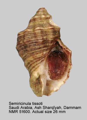Semiricinula tissoti.jpg - Semiricinula tissoti(Petit,1852)
